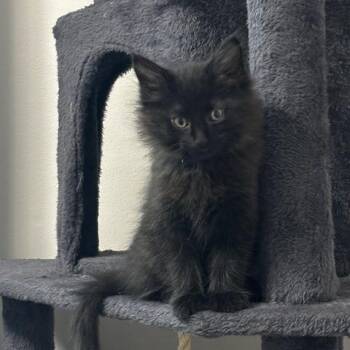 Apollo -  Domestic Long Hair Cat for Adoption in Belleville, Illinois - Apollo | PetCurious