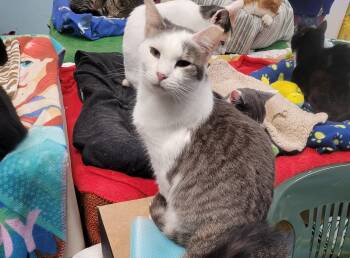 Rescue Domestic Short Hair Cats for Adoption in Norfolk, Virginia - April | PetCurious