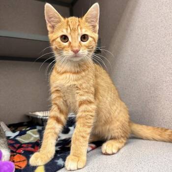 Human Nature -  Domestic Short Hair Cat for Adoption in Waterloo, Iowa - Human Nature | PetCurious