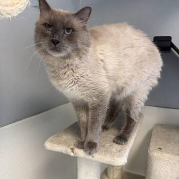 Pushkin -  Domestic Medium Hair Cat for Adoption in Toms River, New Jersey - Pushkin | PetCurious