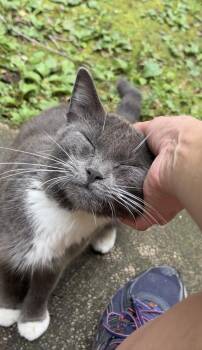 Sara -  American Shorthair Cat for Adoption in Rochester, New York - Sara | PetCurious
