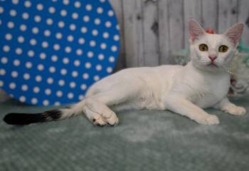 Victoria -  Domestic Short Hair Cat for Adoption in Roanoke, Texas - Victoria | PetCurious