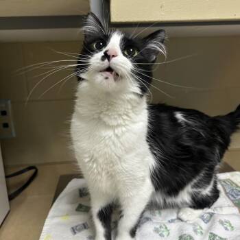 Oreo Blizzard -  Domestic Medium Hair Cat for Adoption in Cheyenne, Wyoming - Oreo Blizzard | PetCurious