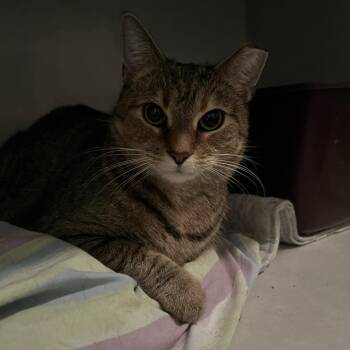 Domestic Short Hair Cats Available for Adoption - Puss In Boots | PetCurious