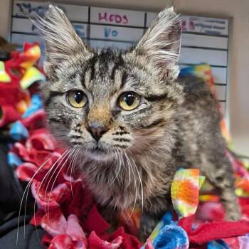 Willamina -  Domestic Medium Hair Cat for Adoption in West Jefferson, Ohio - Willamina | PetCurious