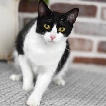 Yumi -  Domestic Short Hair Cat for Adoption in Conroe, Texas - Yumi | PetCurious