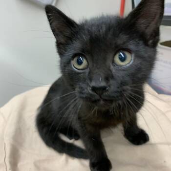 Miss Mischief -  Domestic Short Hair Cat for Adoption in Morganton, North Carolina - Miss Mischief | PetCurious