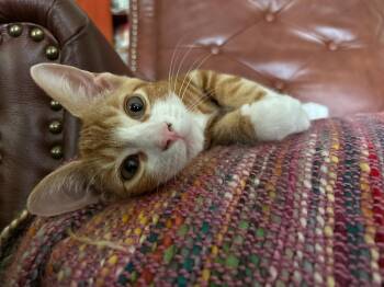 Rescue Domestic Short Hair Cats for Adoption in Catasauqua, Pennsylvania - Bart | PetCurious