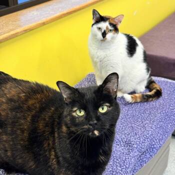 Christy -  Domestic Short Hair Cat for Adoption in Wheeling, Illinois - Christy | PetCurious
