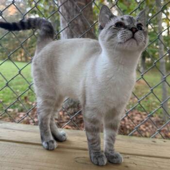 Leo -  Domestic Short Hair Cat for Adoption in Richmond Dale, Ohio - Leo | PetCurious