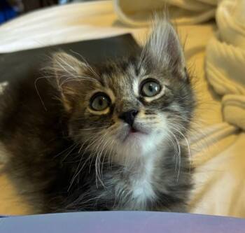 Rescue Domestic Short Hair Cats for Adoption in Bonsall, California - Hagrid 4827 | PetCurious