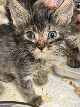 Rescue Domestic Short Hair Cats for Adoption in Cumming, Georgia - Dove 1421-25 | PetCurious