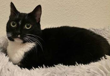 Rescue Tuxedo Cats for Adoption in Brentwood, California - Rhyme | PetCurious