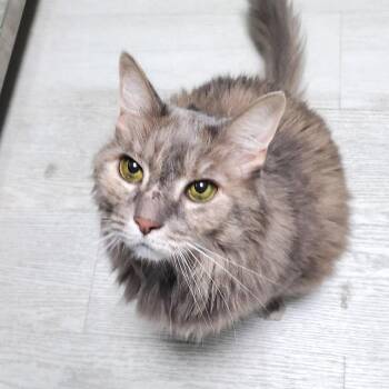 June -  Domestic Long Hair Cat for Adoption in Pittsburgh, Pennsylvania - June | PetCurious