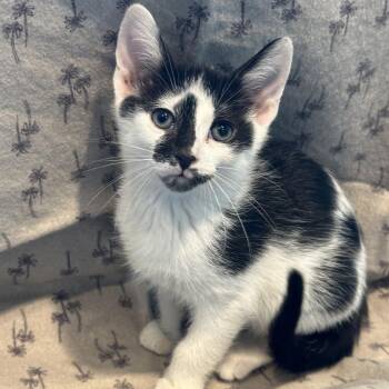Usopp -  Domestic Short Hair Cat for Adoption in Matteson, Illinois - Usopp | PetCurious