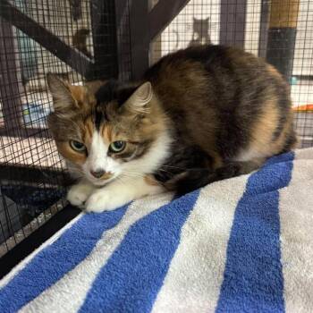 Zazu -  Domestic Medium Hair Cat for Adoption in Pinellas Park, Florida - Zazu | PetCurious