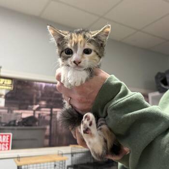 Domestic Short Hair and Calico Cats Available for Adoption in Columbia, South Carolina - Storage | PetCurious