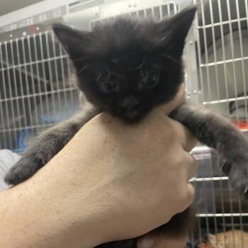 Kalamata -  Domestic Short Hair Cat for Adoption in Birmingham, Alabama - Kalamata | PetCurious