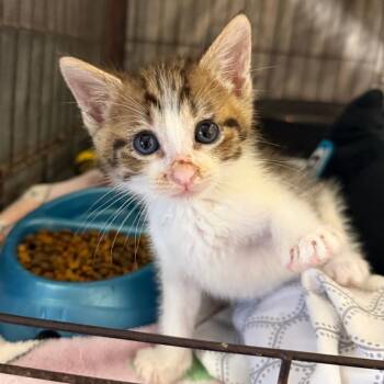 Tolar -  Domestic Short Hair Cat for Adoption in Stephenville, Texas - Tolar | PetCurious