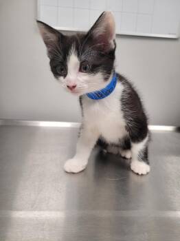 Domestic Short Hair Cats Available for Adoption in Angola, Indiana - Blooper | PetCurious