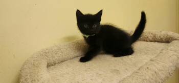 Maizie -  Domestic Short Hair Cat Available for Adoption in Richmond, Virginia - Maizie | PetCurious