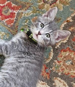 Magnesium -  Domestic Short Hair Cat for Adoption in Parkville, Maryland - Magnesium | PetCurious
