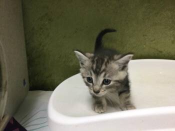 Domestic Short Hair Cats Available for Adoption in Riverside, California - STAR | PetCurious