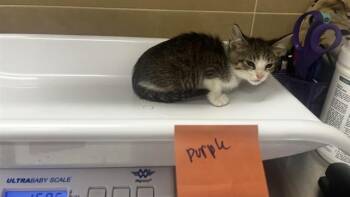 BLEU CHEESE -  Domestic Short Hair Cat for Adoption in Grand Prairie, Texas - BLEU CHEESE | PetCurious