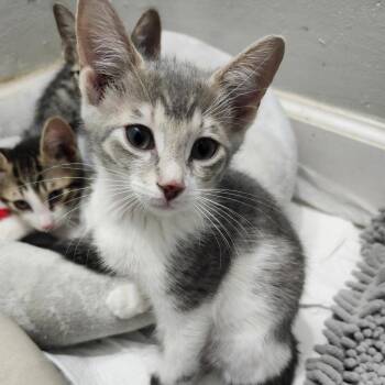 Betsie Haines-AR -  Domestic Short Hair Cat Available for Adoption in Tallahassee, Florida - Betsie Haines-AR | PetCurious