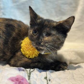 Asia -  Domestic Short Hair Cat for Adoption in Matteson, Illinois - Asia | PetCurious