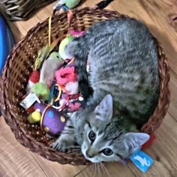Lulu -  Tabby Cat for Adoption in Rutherfordton, North Carolina - Lulu | PetCurious