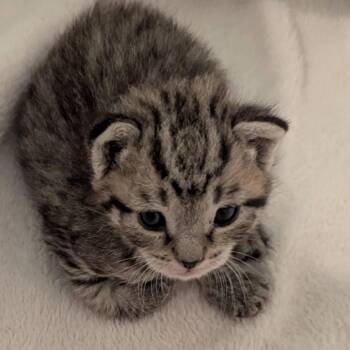 Puddles -  Domestic Short Hair Cat for Adoption in Lake Panasoffkee, Florida - Puddles | PetCurious