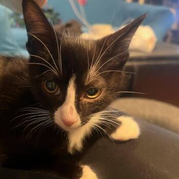 Baloo -  Domestic Short Hair Cat for Adoption in Garden Grove, California - Baloo | PetCurious