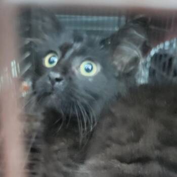 Mew -  Domestic Medium Hair Cat for Adoption in Milan, Illinois - Mew | PetCurious