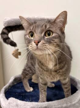 Domestic Short Hair Cats Available for Adoption in Fall River, Massachusetts - Bits | PetCurious