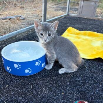 Bobby -  Domestic Short Hair Cat for Adoption in Pleasanton, California - Bobby | PetCurious