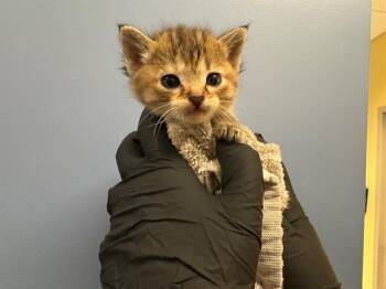BROWNIE -  Domestic Short Hair Cat for Adoption in Tustin, California - BROWNIE | PetCurious
