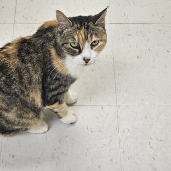 Rescue Domestic Short Hair Cats for Adoption in Midland, Texas - Erra | PetCurious