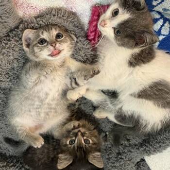 Paris -  Domestic Short Hair Cat for Adoption in Cabot, Arkansas - Paris | PetCurious