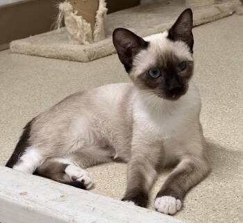Charlotte -  Domestic Short Hair and Siamese Cat for Adoption in Morgan Hill, California - Charlotte | PetCurious