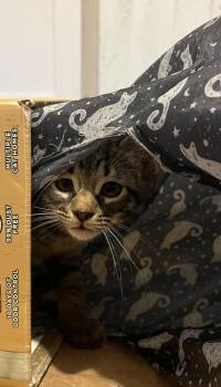 Tabby and Domestic Short Hair Cats Available for Adoption in Dallas, Texas - Beto | PetCurious