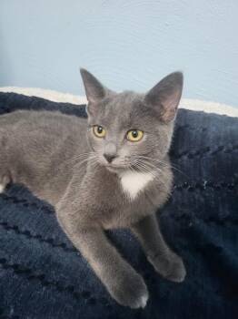 Cindy -  Domestic Short Hair Cat for Adoption in West Mifflin, Pennsylvania - Cindy | PetCurious