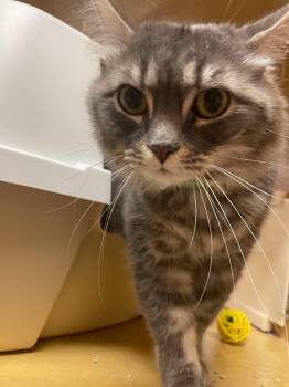 Root Beer -  Domestic Medium Hair Cat for Adoption in Indianapolis, Indiana - Root Beer | PetCurious