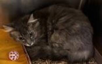 Domestic Long Hair Cats Available for Adoption in Portsmouth, Ohio - Adellina | PetCurious