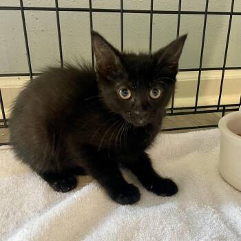 Tater Tot -  Siamese Cat for Adoption in Freeport, Florida - Tater Tot | PetCurious