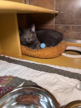 Hogan -  Domestic Short Hair Cat for Adoption in Fort Collins, Colorado - Hogan | PetCurious
