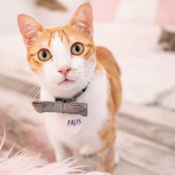 Rescue Domestic Short Hair Cats for Adoption in Fairfax Station, Virginia - Falis | PetCurious