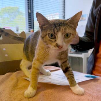 Alani -  Domestic Short Hair Cat for Adoption in Austin, Texas - Alani | PetCurious