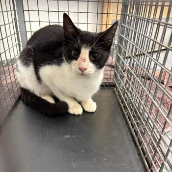 Feral Booger -  Domestic Short Hair Cat for Adoption in Columbiana, Alabama - Feral Booger | PetCurious