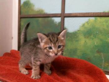 Domestic Short Hair Cats Available for Adoption in Houston, Texas - AMELL | PetCurious